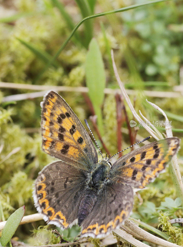 灰铜蝶(Lycaena tityrus)雌性